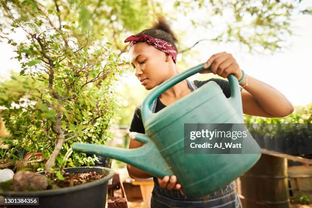 young female horticulturist watering a bonsai tree in her plant nursery - watering can stock pictures, royalty-free photos & images