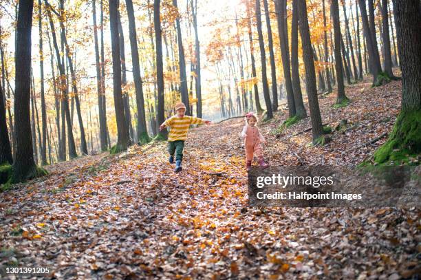 small children running outdoors in autumn forest, having fun. - lane sisters ストックフォトと画像