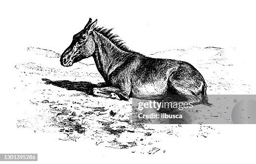 古董插圖:穆勒 古董插圖:穆勒
