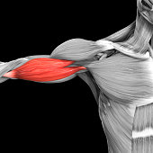 Human Muscular System Arm Muscles Biceps Brachii Anatomy