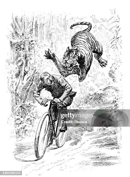 antique illustration: man and tiger - animal art stock illustrations