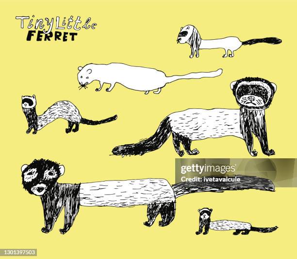 ferret - mustela putorius furo stock illustrations