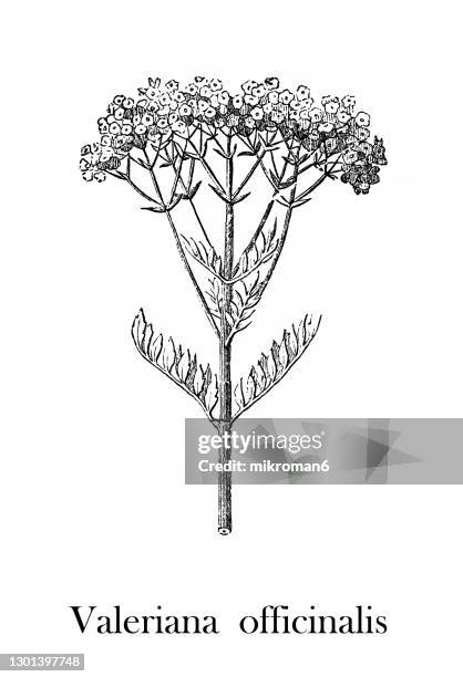old engraved illustration of valerian (valeriana officinalis) - valeriana officinalis stock pictures, royalty-free photos & images