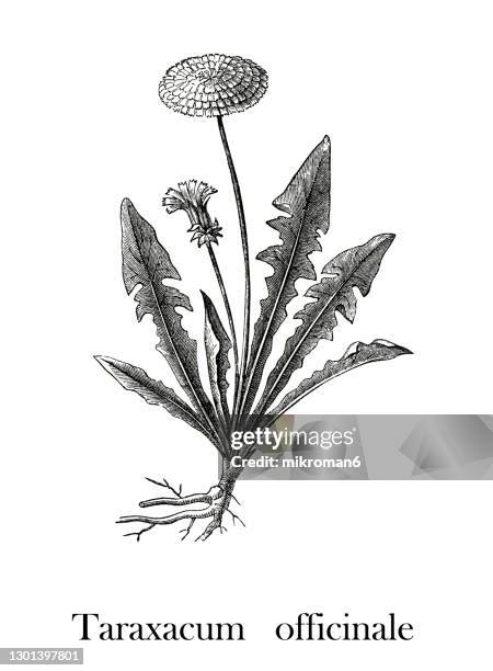 old engraved illustration of common dandelion (taraxacum officinale) - dandelion drawing stock pictures, royalty-free photos & images