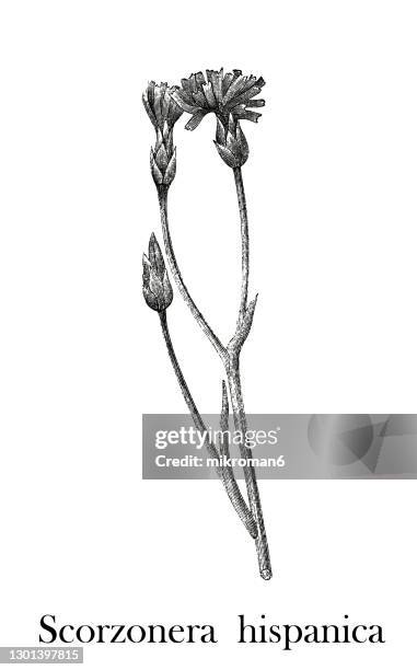old engraved illustration of black salsify, spanish salsify (scorzonera hispanica) - scorzonera hispanica stock pictures, royalty-free photos & images