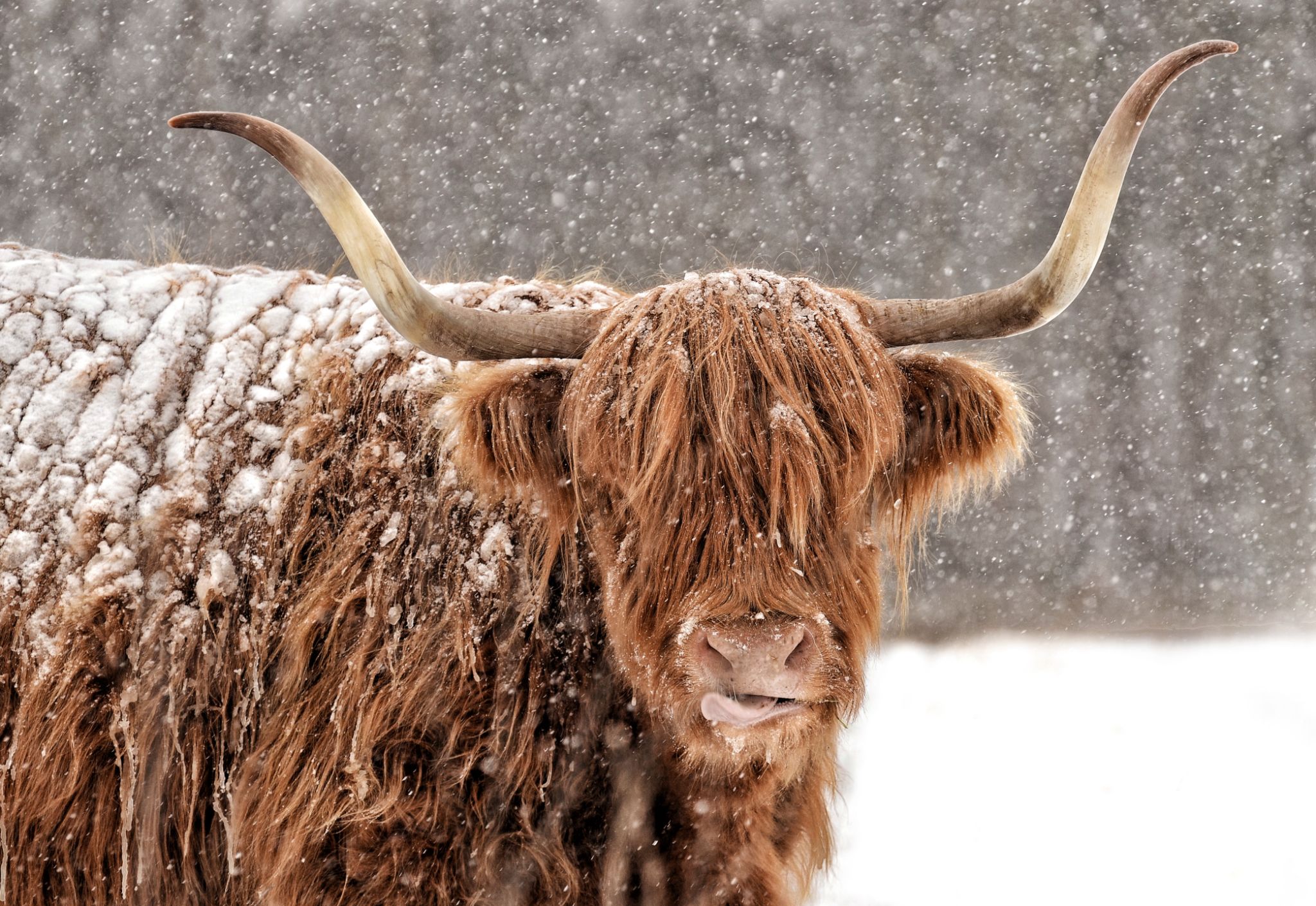 highland cattle snow