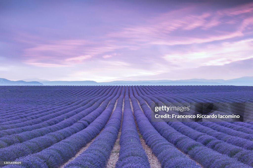 Endless purple lavender field at sunset, cold purple tones. Provence, Valensole, France
