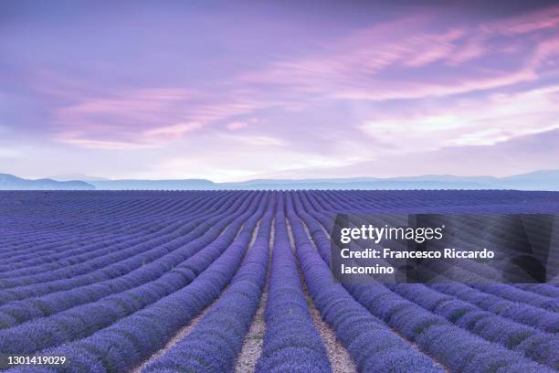 endless purple lavender field at sunset, cold purple tones. provence, valensole, france - スミレ ストックフォトと画像