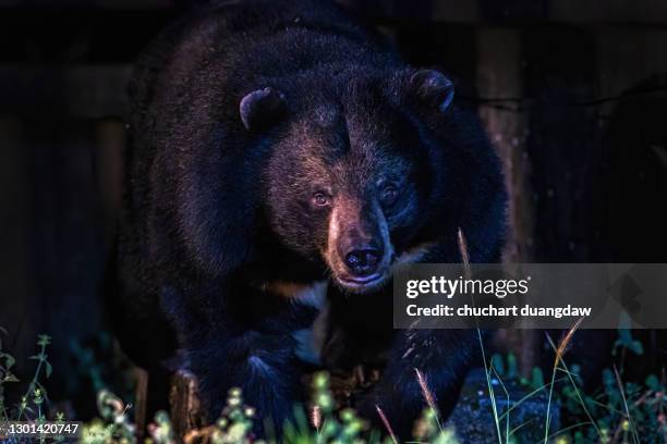 asiatic black bear, asian black bear (ursus thibetanus, himalayan black bear) at khao yai national park, thailand - oso negro asiático fotografías e imágenes de stock