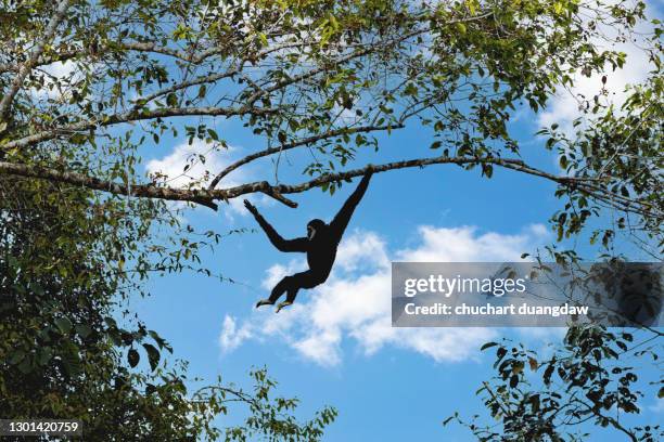 white-handed, gibbonlar gibbon, (hylobates lar) sitting on tree - khao yai national park stock pictures, royalty-free photos & images