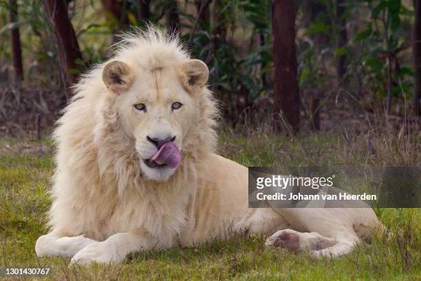 white lion - undomesticated cat photos et images de collection