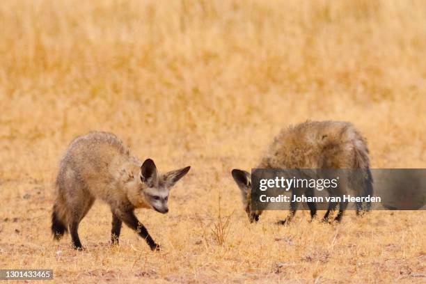 two bat-eared foxes hunting - bat ears stock pictures, royalty-free photos & images