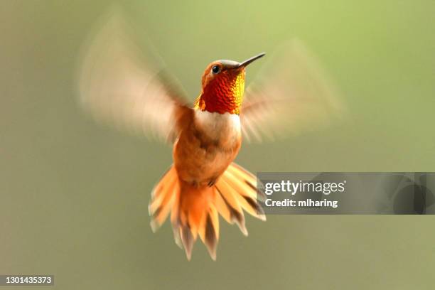 mannelijke rufous kolibrie - klapwieken stockfoto's en -beelden