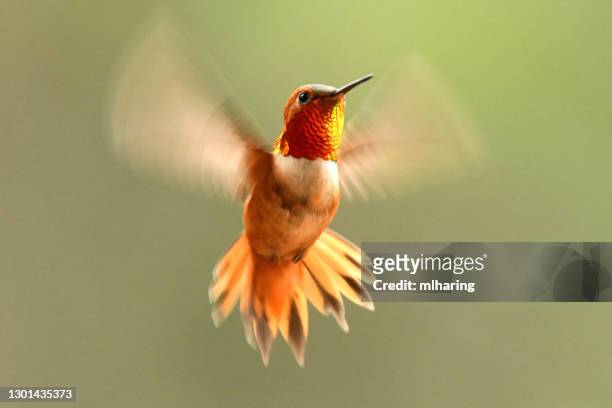 male rufous hummingbird - hummingbird stock pictures, royalty-free photos & images