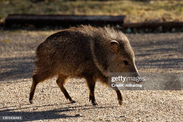 javalina - arizona wildlife stock pictures, royalty-free photos & images