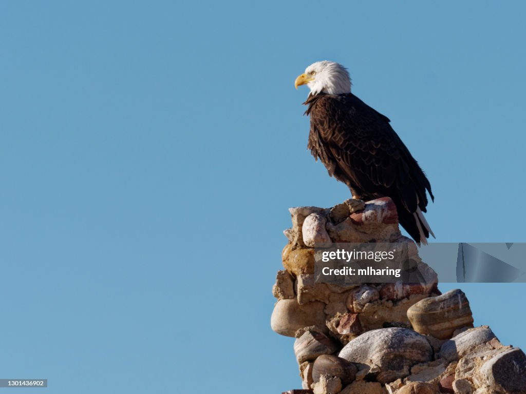 Soon Eagle
