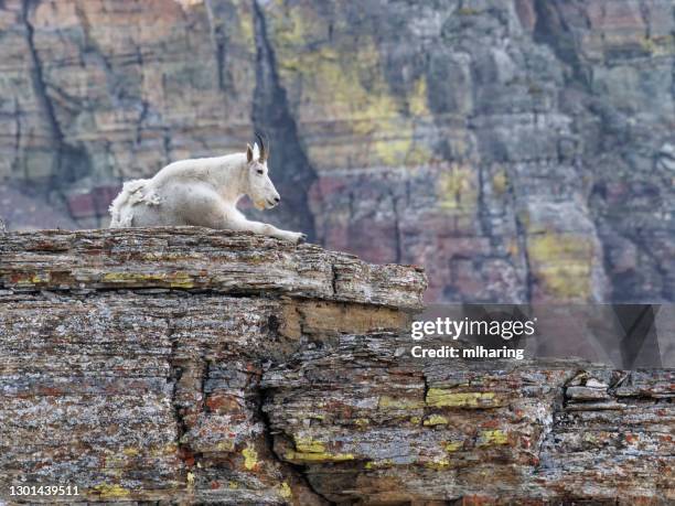 bergziege - schneeziege stock-fotos und bilder