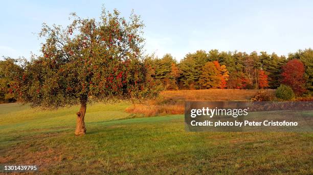 Apple Tree Background Fall Apple Tree Landscape Photos and Premium High Res Pictures - Getty Images