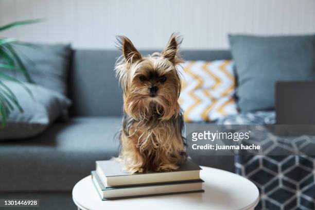yorkshire dog standing on a coffee table. - terrier du yorkshire photos et images de collection