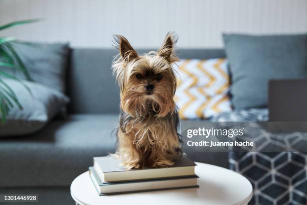 yorkshire dog standing on a coffee table. - princess beatrice of york stockfoto's en -beelden