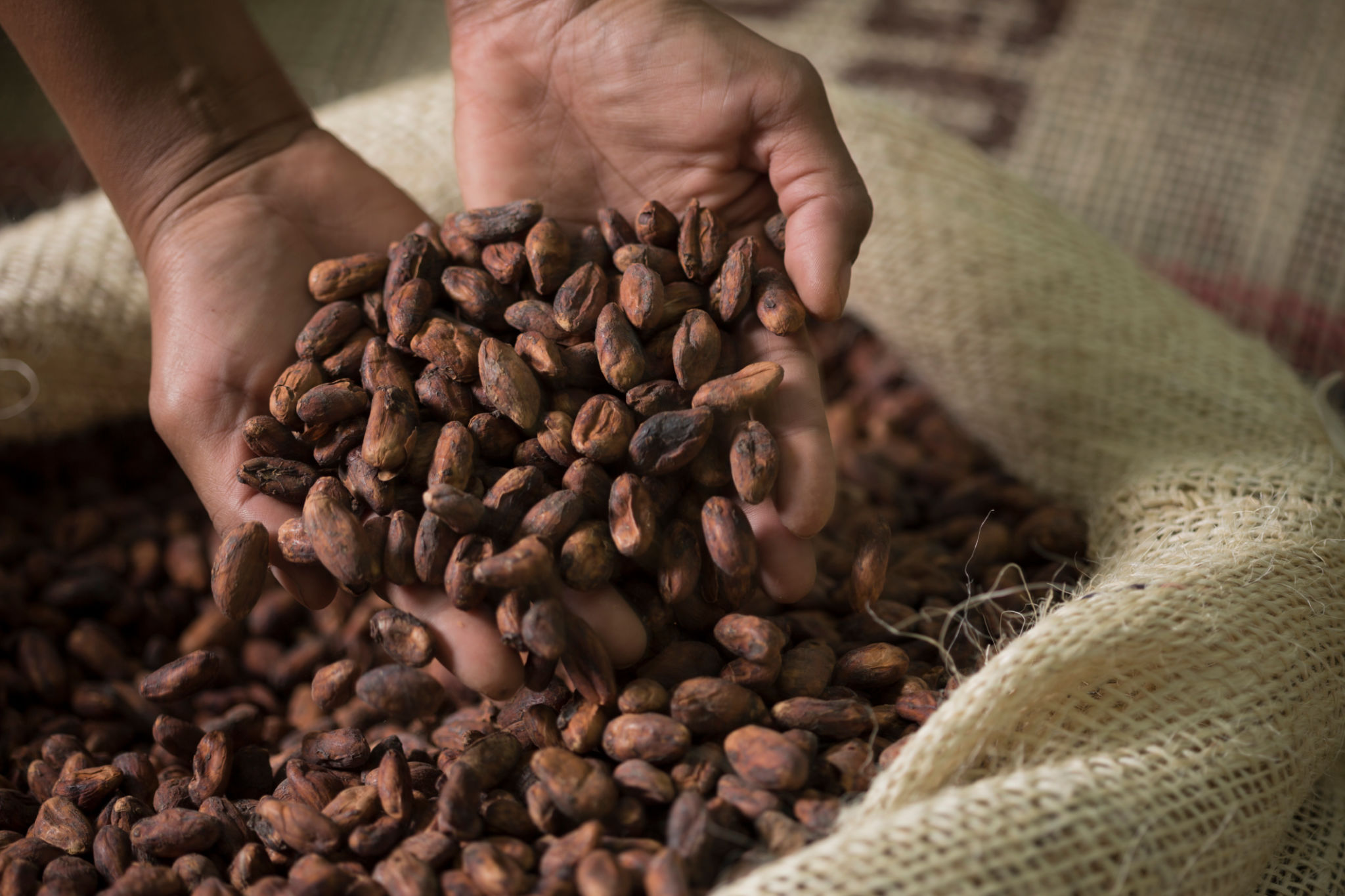 cacao farm