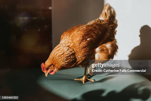 chicken standing on one foot, illuminated by light - allevamento polli foto e immagini stock