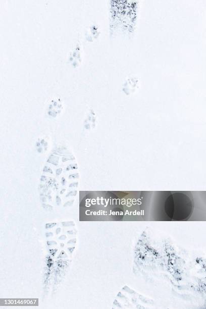 footprints in snow with dog paw prints in snow - winter boots leaves stock pictures, royalty-free photos & images