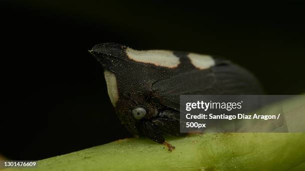 Sap Drinking Insect Sap Sucking Insects Photos and Premium High Res Pictures - Getty Images