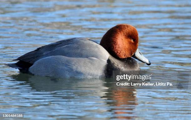Redhead Drake Redhead Drake Photos and Premium High Res Pictures - Getty Images