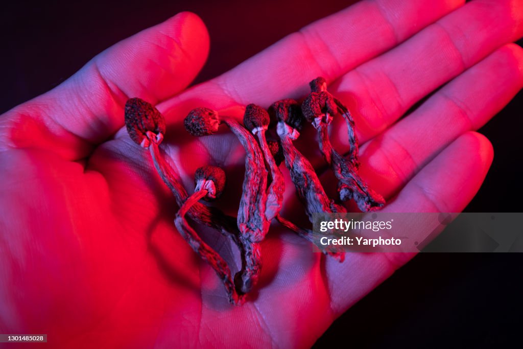 Psilocybin mushrooms