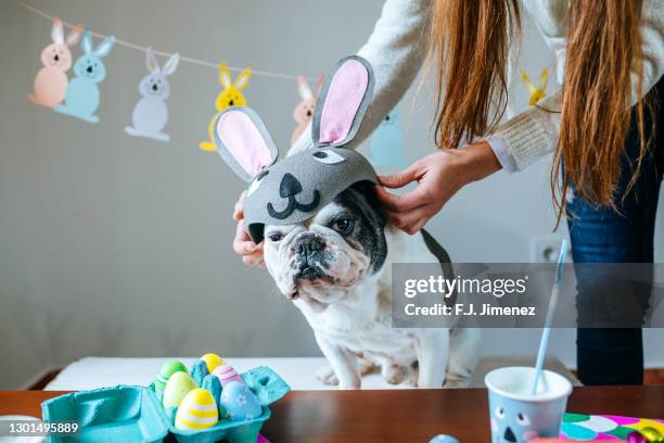 woman putting rabbit hat on dog to celebrate easter - dog easter imagens e fotografias de stock