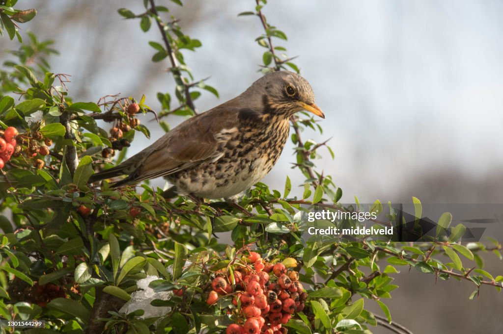 Fieldfare fågel i stående