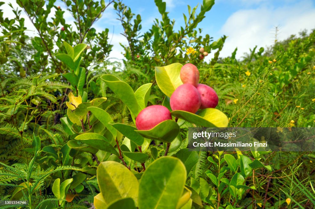 Tropical plant Cocoplum (Chrysobalanus icaco) with pink fruit