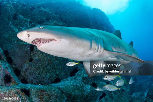 female sand tiger shark, or grey nurse shark, swimming with a small school of yellow tails, fish rock cave dive site, south west rocks, nsw, australia. - tiger shark fotografías e imágenes de stock