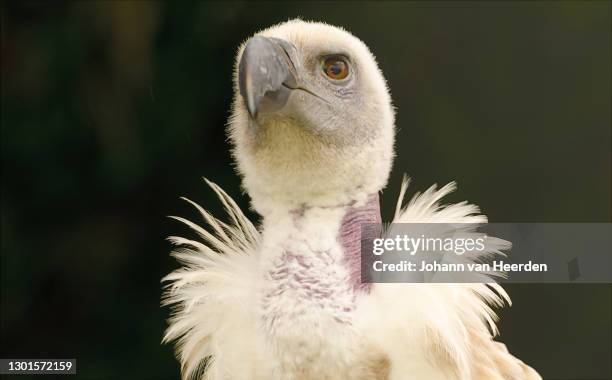 cape vulture - cape vulture stock pictures, royalty-free photos & images