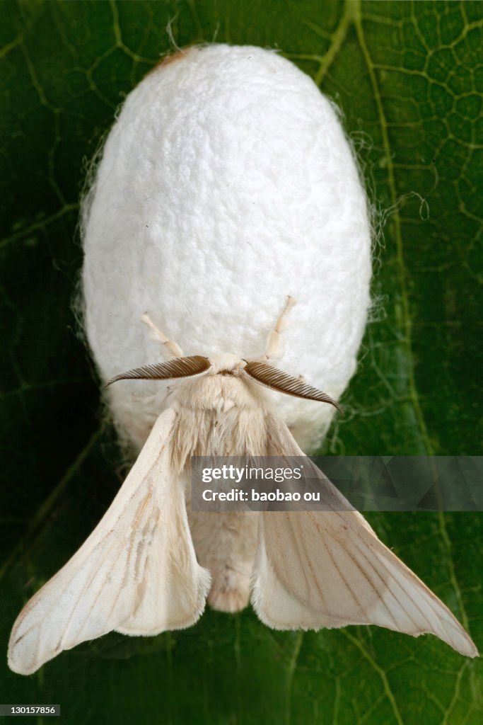 Close up of silk moth