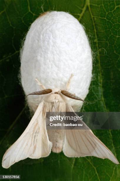 close up of silk moth - silkworm stock pictures, royalty-free photos & images