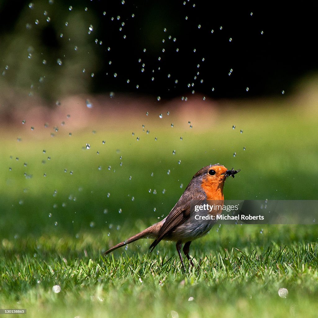 Robin in rain