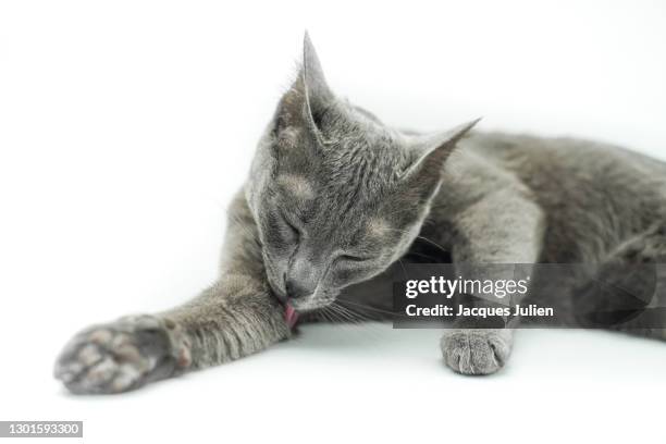 grey cat licking her paw on white background - grooming foto e immagini stock