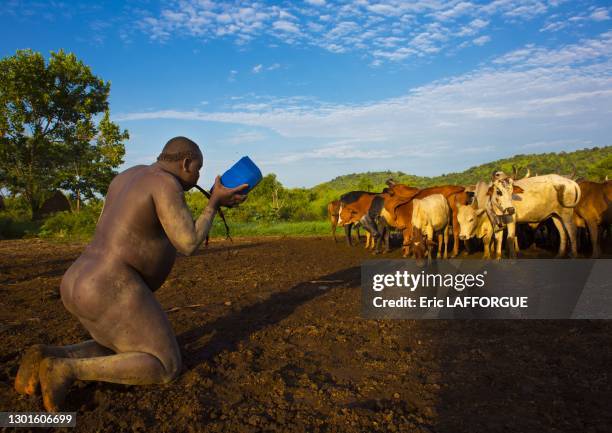 Bodi tribe fat man drinking cow blood in the morning for Kael ceremony on July 8 Hana Mursi, Omo Valley, Ethiopia.
