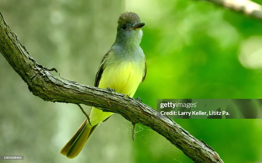 Yellow-bellied Flycatcher