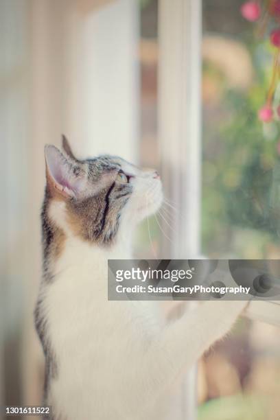kitten at french door windows - french doors stock pictures, royalty-free photos & images