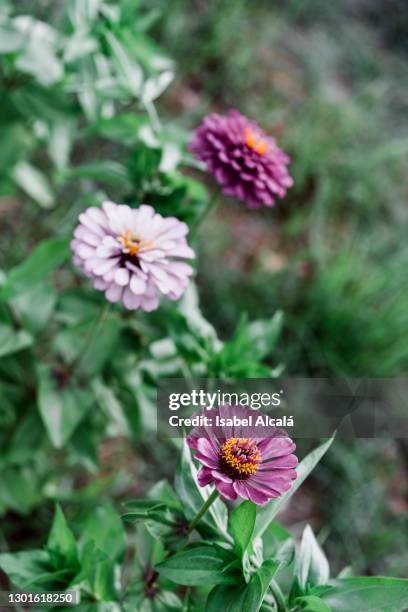 colorful flowers growing in a private garden - mulch stock pictures, royalty-free photos & images
