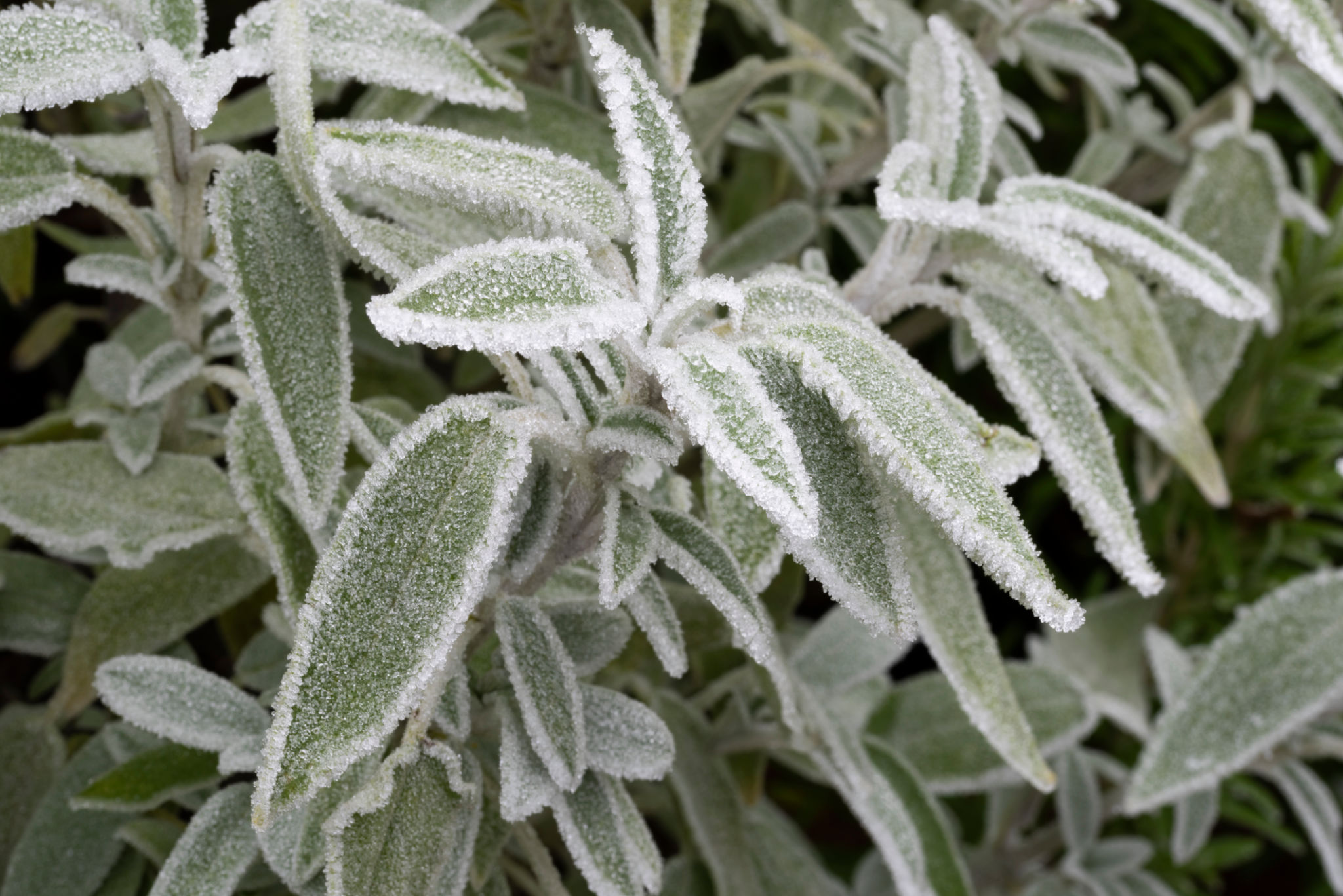hamilton winter garden