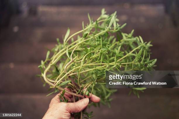 hand holding bunch of summer savory - summer savoury stock pictures, royalty-free photos & images