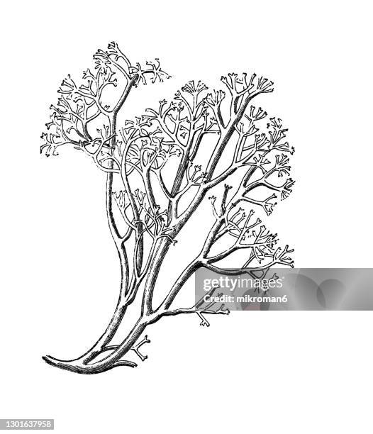 old engraved illustration of fungus reindeer lichen (cladonia rangiferina) - cladonia stock pictures, royalty-free photos & images