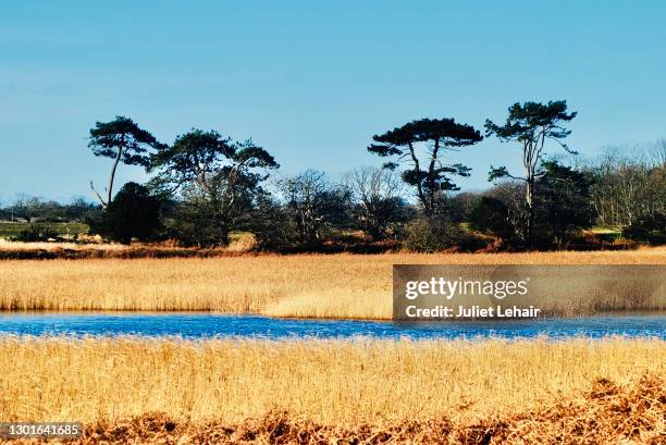 marshes of walberswick. - walberswick stock pictures, royalty-free photos & images