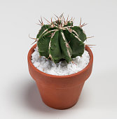 Astrophytum Ornatum Fukuryu Hania Cactus. Isolated on white background. Close Up