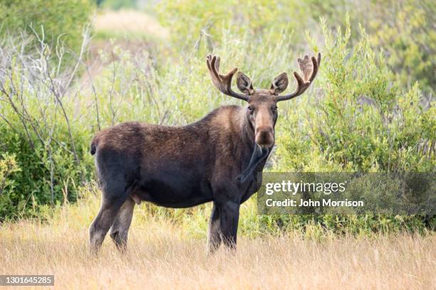 großer bull elch, der in sumpfigem wildschutzgebiet in die kamera schaut - elk stock-fotos und bilder