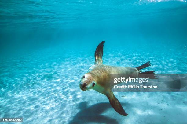 australische pelzrobbe oder seelöwe schwimmen durch klares flaches wasser - flosse stock-fotos und bilder